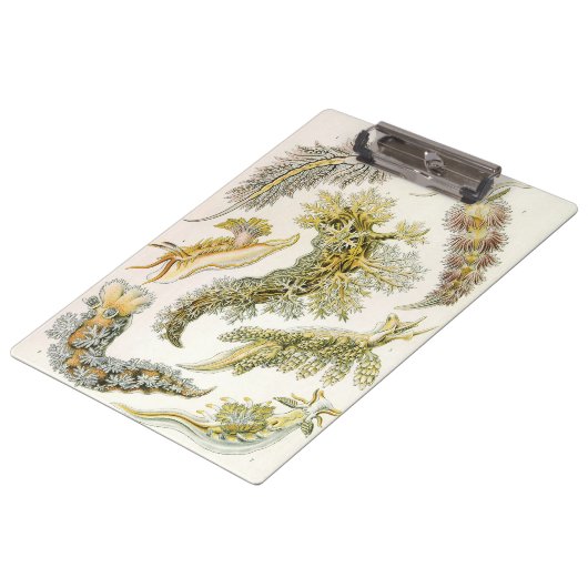 Zeeen naaktslakken van Ernst Haeckel,  Nudibranchi Klembord (Gekanteld)