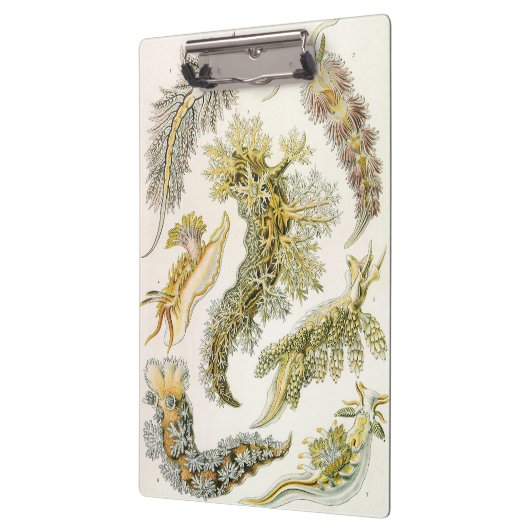 Zeeen naaktslakken van Ernst Haeckel,  Nudibranchi Klembord (Links)
