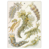 Zeeen naaktslakken van Ernst Haeckel,  Nudibranchi Klembord (Achterkant)