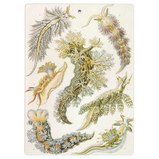 Zeeen naaktslakken van Ernst Haeckel,  Nudibranchi Klembord (Achterkant)