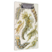 Zeeen naaktslakken van Ernst Haeckel,  Nudibranchi Klembord (Rechts)