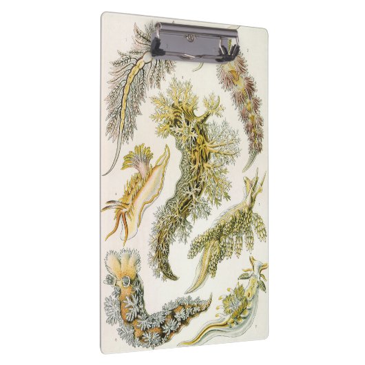 Zeeen naaktslakken van Ernst Haeckel,  Nudibranchi Klembord (Rechts)