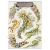 Zeeen naaktslakken van Ernst Haeckel,  Nudibranchi Klembord (Voorkant)