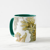 Zeeen naaktslakken van Ernst Haeckel, Nudibranchi Mok (Voorkant links)