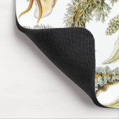 Zeeen naaktslakken van Ernst Haeckel, Nudibranchi Muismat (Hoek)