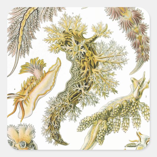 Zeeen naaktslakken van Ernst Haeckel,  Nudibranchi Vierkante Sticker (Voorkant)