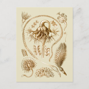 Zeeen pennen briefkaart