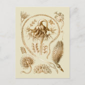 Zeeen pennen briefkaart (Voorkant)