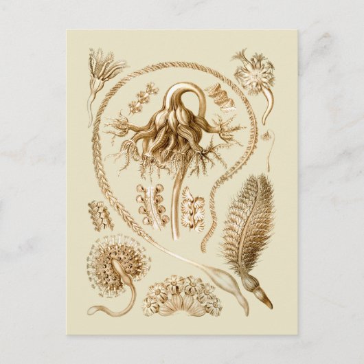 Zeeen pennen briefkaart (Voorkant)