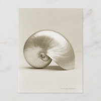 Zeeen schelp van geparelde nautilus