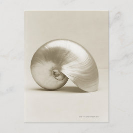 Zeeen schelp van geparelde nautilus briefkaart