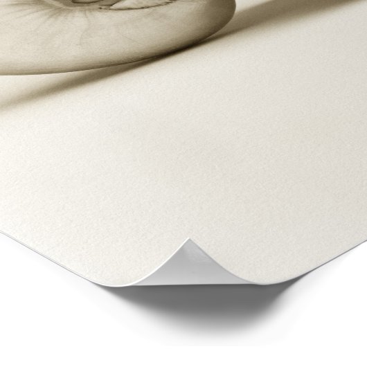 Zeeen schelp van geparelde nautilus poster (Hoek)