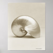 Zeeen schelp van geparelde nautilus poster (Voorkant)