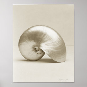 Zeeen schelp van geparelde nautilus poster