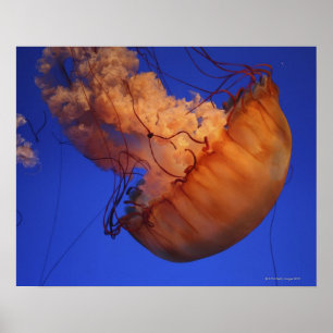 Zeeen schelpdieren poster