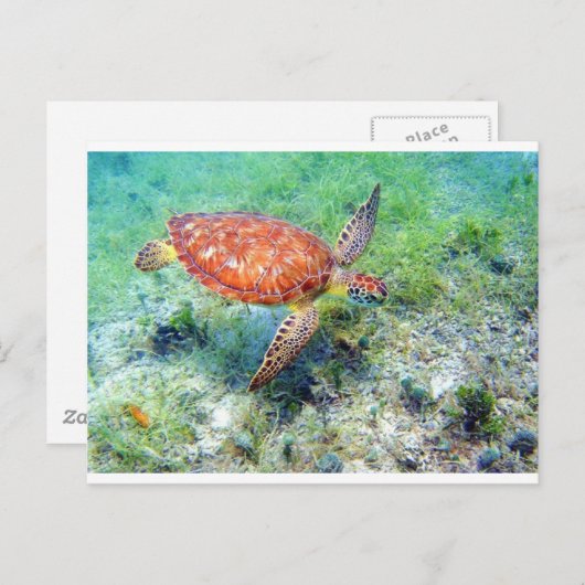zeeen schildpad briefkaart (Voorkant / Achterkant)
