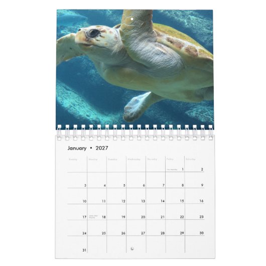 Zeeen schildpad kalender (Jan 2027)