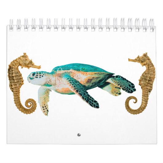 Zeeen schildpad kalender (Hoes)