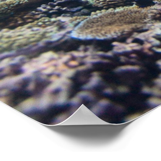 Zeeen schildpad poster (Hoek)