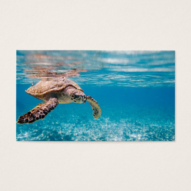 Zeeen schildpad visitekaartjes (Voorkant)