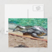 zeeen schildpadden briefkaart (Voorkant / Achterkant)