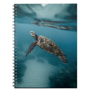 Zeeen schildpadden en reptielen fotografie van wil notitieboek
