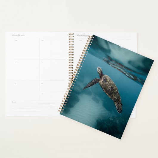 Zeeen schildpadden en reptielen fotografie van wil planner (Display)