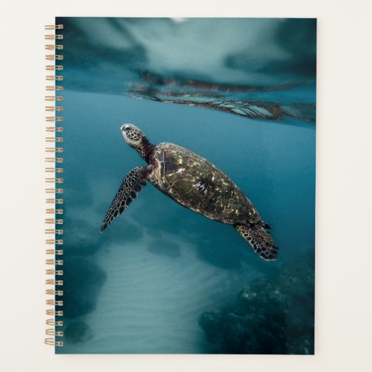 Zeeen schildpadden en reptielen fotografie van wil planner (Voorkant)