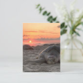 Zeeen schildpadden op zonsondergang briefkaart (Staand voorkant)