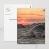 Zeeen schildpadden op zonsondergang briefkaart (Voorkant / Achterkant)