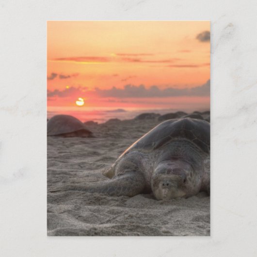 Zeeen schildpadden op zonsondergang briefkaart (Voorkant)