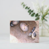 Zeeen slakken en slijpstenen briefkaart (Staand voorkant)