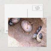 Zeeen slakken en slijpstenen briefkaart (Voorkant / Achterkant)