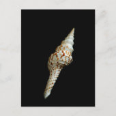 Zeeen spindle briefkaart (Voorkant)