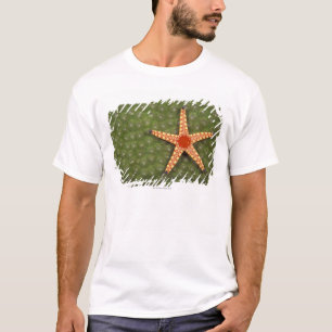 Zeeen ster t-shirt