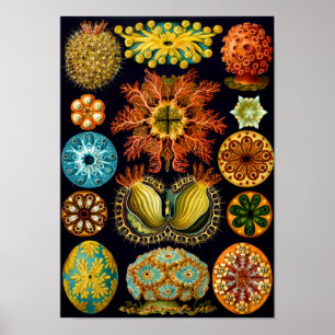Zeeen vierkant, Ernst Haeckel Fine Art Poster