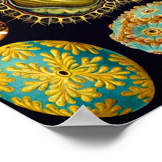 Zeeen vierkant, Ernst Haeckel Fine Art Poster (Hoek)