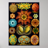 Zeeen vierkant, Ernst Haeckel Fine Art Poster (Voorkant)