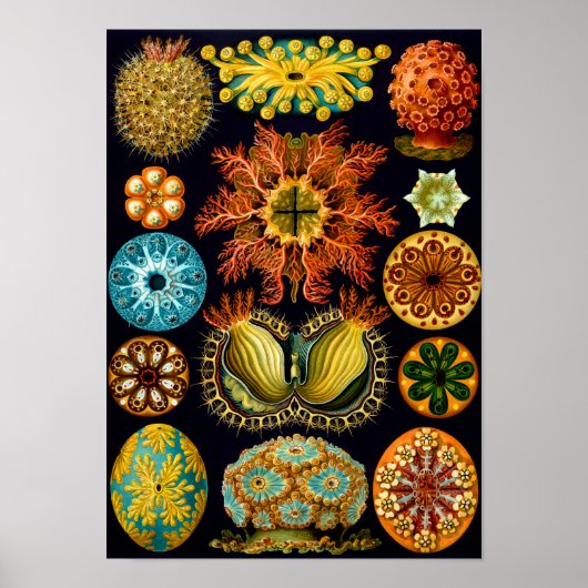 Zeeen vierkant, Ernst Haeckel Fine Art Poster (Voorkant)