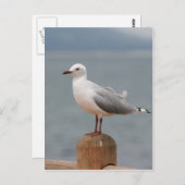 zeeen vogel briefkaart (Voorkant / Achterkant)