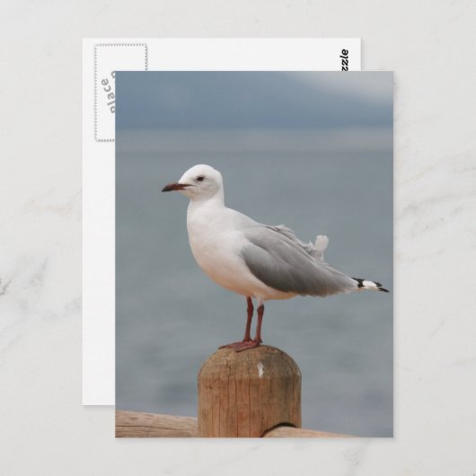 zeeen vogel briefkaart (Voorkant / Achterkant)