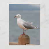 zeeen vogel briefkaart (Voorkant)