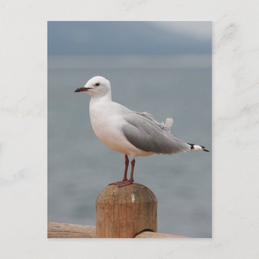 zeeen vogel briefkaart (Voorkant)