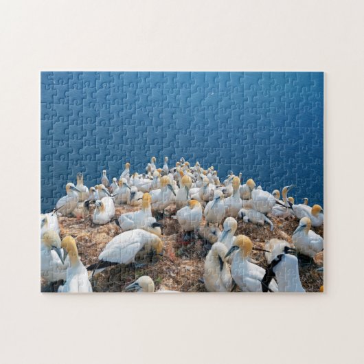 Zeeen vogels legpuzzel (Horizontaal)