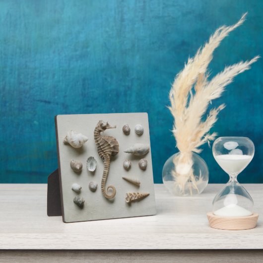 Zeef en schelp fotoplaat (Insitu)