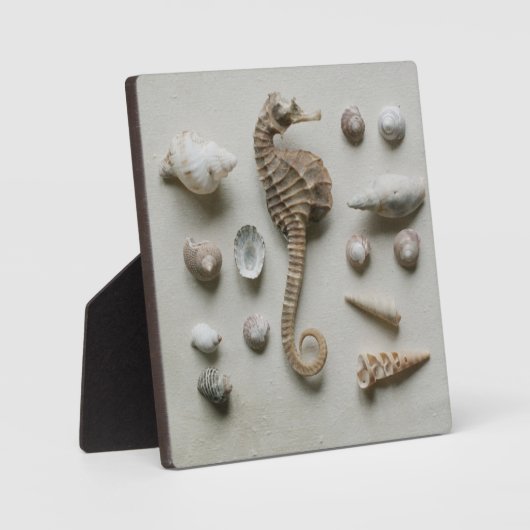 Zeef en schelp fotoplaat (Voorkant)