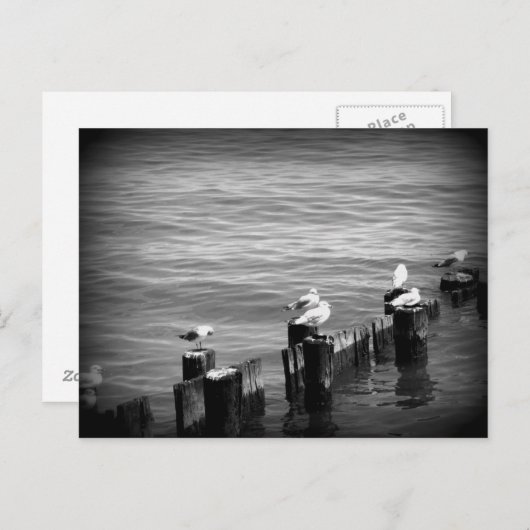 zeegarens briefkaart (Voorkant / Achterkant)