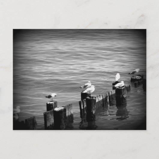 zeegarens briefkaart (Voorkant)