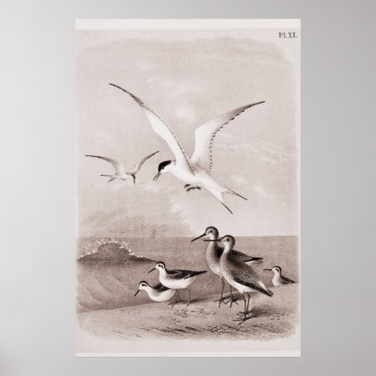 zeegarens Gepersonaliseerd de Sjabloon van de Ret Poster (Voorkant)
