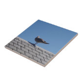 Zeegarnaal op een slet dak tegeltje (Zijkant)